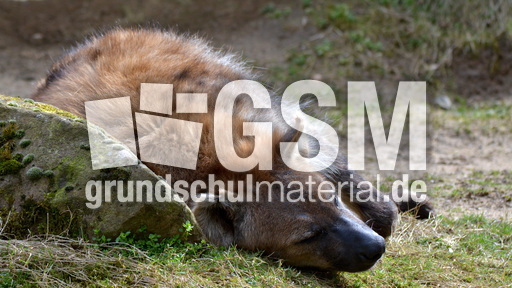 Tüpfelhyäne (2).jpg